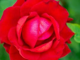 Schöne rote Rosen blühen im Garten foto