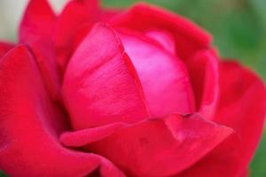 Schöne rote Rosen blühen im Garten foto