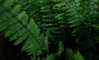 Farnblätter auf dunklem Hintergrund im Dschungel. dichte dunkelgrüne Farnblätter im Garten bei Nacht. abstrakter hintergrund der natur. Farn im tropischen Wald. schöne dunkelgrüne Farnblattstruktur. Zierpflanze foto