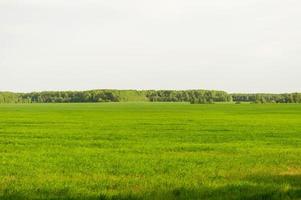 Feld aus grünem Gras und perfektem Himmel und Bäumen. ländliche frühlingslandschaft foto