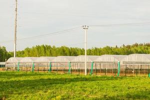 Gewerbliche Gewächshäuser aus Glas. industrielle High-Tech-Produktion von Gemüse und Blumen. foto