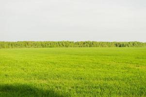 Feld aus grünem Gras und perfektem Himmel und Bäumen. ländliche frühlingslandschaft foto