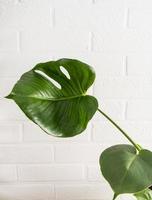 Ein großes Blatt einer Monstera-Hauspflanze gegen eine weiße Ziegelwand. das Konzept des Minimalismus. vertikale Nahansicht. foto