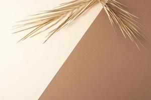 tropischer natürlicher hintergrund mit palmblatt auf pastellbeige und braun. flach liegend, kopierraum foto