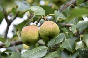 saftige Birnenfrüchte auf Ästen im Herbst an einem hellen Tag. Birnenernte im Garten. foto