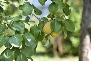 saftige Birnenfrüchte auf Ästen im Herbst an einem hellen Tag. Birnenernte im Garten. foto