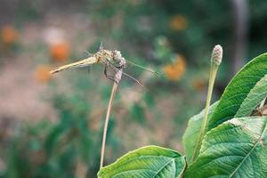 Libelle mit winzigen Flügeln und großen Augen, die auf einem Stiel ruhen, Insektenmakro, große Libelle auf einem Ast im Gras, Damselfly auf einem Blatt, Käfernahaufnahme, kleine Kreatur im Garten im Freien, Hintergrund. foto