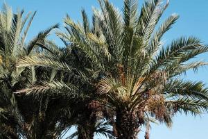 exotische palmen gegen blauen himmel im wind am strand, tropischer palmenhintergrund, kokospalmenpflanze im sommer auf der insel, tropische palmen. foto
