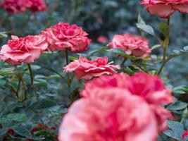 schöne bunte rosa rosen blühen im garten foto