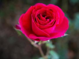 Schöne rote Rosen blühen im Garten foto