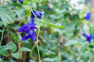 Nahaufnahme blaue Schmetterlingserbsenblume im Garten foto