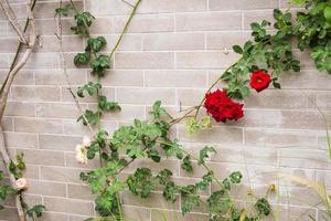 schöne Kletterrose auf grauem Backstein im Blumengarten foto