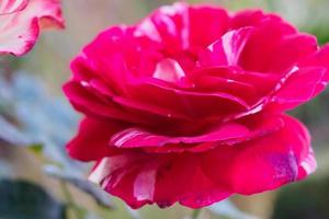 Schöne rote Rosen blühen im Garten foto