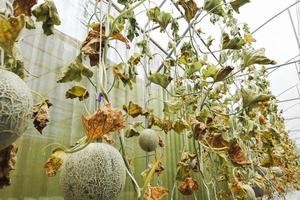 das Pflanzen von Melonen, die aufgrund von Wassermangel und Krankheitsausbrüchen verwelkt sind. Konzept der Lebensmittelknappheit Lebensmittelkrise foto