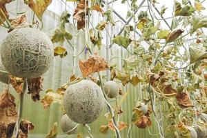 das Pflanzen von Melonen, die aufgrund von Wassermangel und Krankheitsausbrüchen verwelkt sind. Konzept der Lebensmittelknappheit Lebensmittelkrise foto