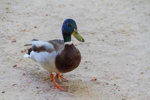 Ente auf dem Boden foto