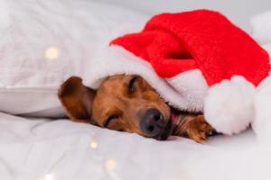 süßer dackelhund schläft zu weihnachten in einer weihnachtsmütze im bett. Haustiere für das neue Jahr foto