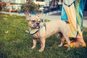 Porträt des süßen Welpen der französischen Bulldogge, im Freien foto