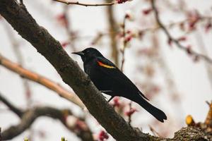 Rotflügel-Amsel auf einem Ast foto