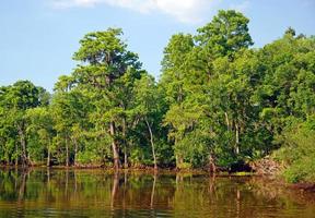 Zypressensumpf im Bayou foto