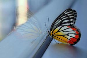 weiß-gelb-oranger isebel-schmetterling am fenster am morgen. foto