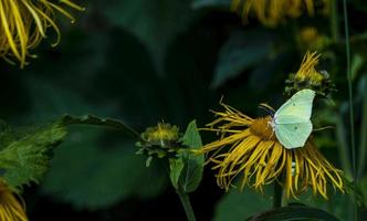 gelber Schmetterling - Gonepteryx rhamni - sammelt Nektar von einer großen gelben Elecampane-Blume foto