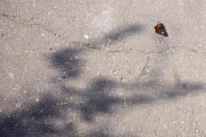 Schmetterlingspfauenauge auf dem Asphalt foto