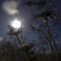 leuchtend orangefarbene Schmetterlinge auf Gänseblümchen foto