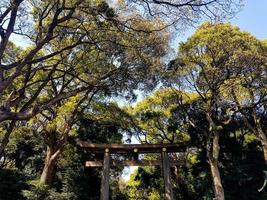 torii-tor am eingang zum meiji-jingu-schrein im stadtwald iat harajuku, tokio. foto