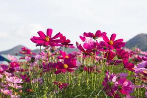 nahaufnahme rosa kosmosblume foto