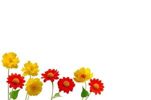 die sträuße aus gelber kosmosblume und roter mexikanischer sonnenblume oder tithonia diversifolia, nitobe-chrysantheme als bunter rahmen isoliert auf weißem hintergrund. foto