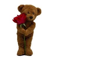 der schüchterne teddybär, der eine einzelne rote rose hält, möchte für jemanden auf weißem hintergrund zum valentinstag geben, der jedes jahr am 14. februar gefeiert wird. foto