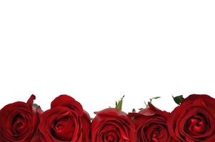 frische Rosenblüte auf weißem Hintergrund zum Valentinstag am 14. Februar eines jeden Jahres. foto