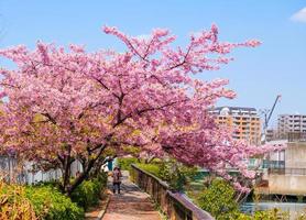 schöne rosa kirschblüten sakura mit erfrischung am morgen auf hintergrund des blauen himmels in japan foto