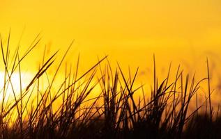 schönes Sonnenunterganggras auf Himmelshintergrund mit Blick auf die Naturlandschaft foto