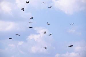 Vogelschwarm fliegt in den blauen Himmel foto