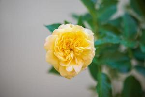 Schöne Rosen blühen im Garten foto