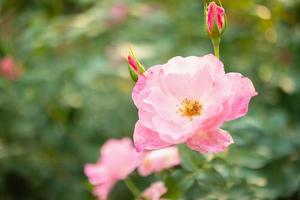 schöne bunte rosa rosen blühen im garten foto