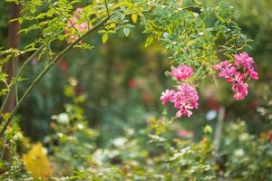 schöne bunte rosa rosen blühen im garten foto