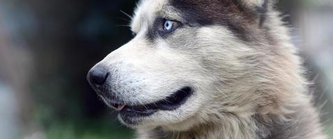 Arctic Malamute mit blauen Augen Schnauze Porträt Nahaufnahme. Dies ist ein ziemlich großer einheimischer Hundetyp foto