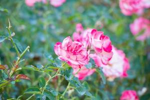 schöne rosa Rosen blühen im Garten foto