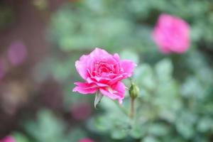 schöne rosa Rosen blühen im Garten foto