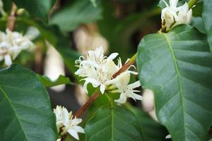 weiße kaffeeblumen in grünen blättern baumplantage hautnah foto