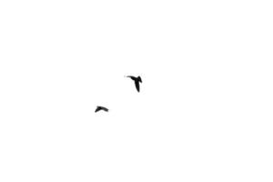 Vogelfliegen isoliert auf weißem Hintergrund foto