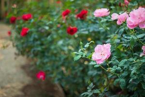 schöne bunte rosa rosen blühen im garten foto