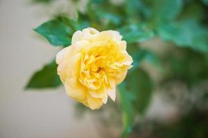 Schöne Rosen blühen im Garten foto