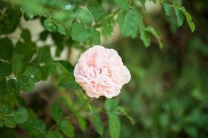 schöne rosa Rosen blühen im Garten foto