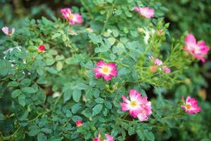 schöne bunte rosa rosen blühen im garten foto