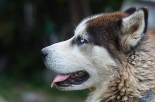 Arctic Malamute mit blauen Augen Schnauze Porträt Nahaufnahme. Dies ist ein ziemlich großer einheimischer Hundetyp foto