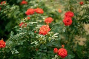 Schöne bunte Rosen blühen im Garten foto